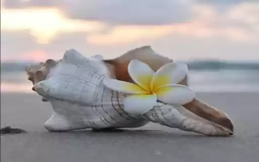 Plumeria and seashell wallpaper  from Chrome web store to be run with OffiDocs Chromium online