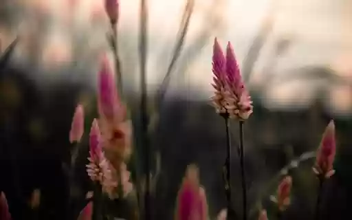 Plumes Rise, Magenta Dreams Unfold  from Chrome web store to be run with OffiDocs Chromium online