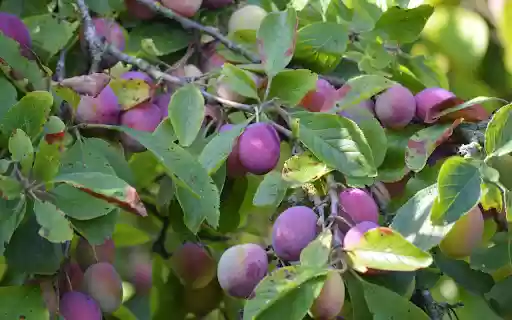 Plums are in good season  from Chrome web store to be run with OffiDocs Chromium online