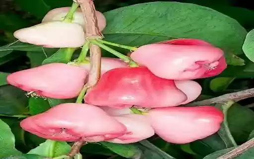 plum wallpaper  from Chrome web store to be run with OffiDocs Chromium online