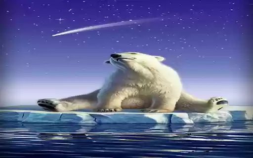 Polar bear sitting on rock wallpaper  from Chrome web store to be run with OffiDocs Chromium online