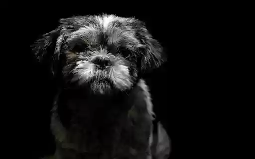 Portrait of a Cute Little Dog  from Chrome web store to be run with OffiDocs Chromium online