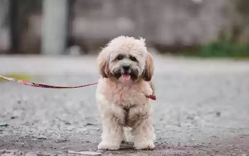 Portrait of Lhassa Apso Dog on Street  from Chrome web store to be run with OffiDocs Chromium online