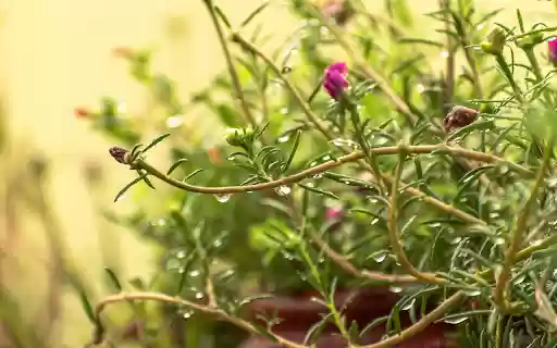 Portulaca grandiflora  from Chrome web store to be run with OffiDocs Chromium online