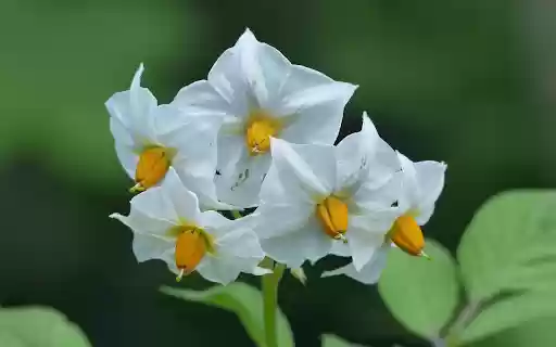 Potato flower  from Chrome web store to be run with OffiDocs Chromium online