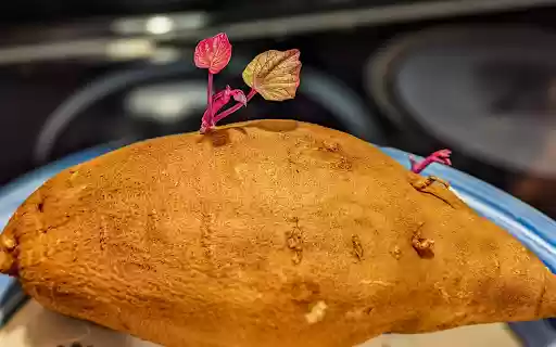 Potato tubers and purple sprouts  from Chrome web store to be run with OffiDocs Chromium online