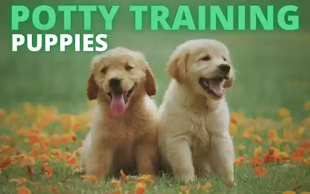 Potty Training Puppy  from Chrome web store to be run with OffiDocs Chromium online