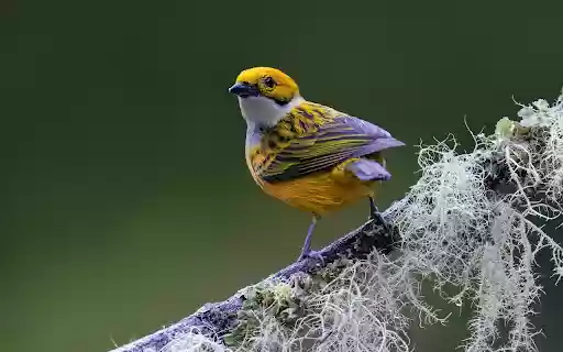 Precious bird  from Chrome web store to be run with OffiDocs Chromium online