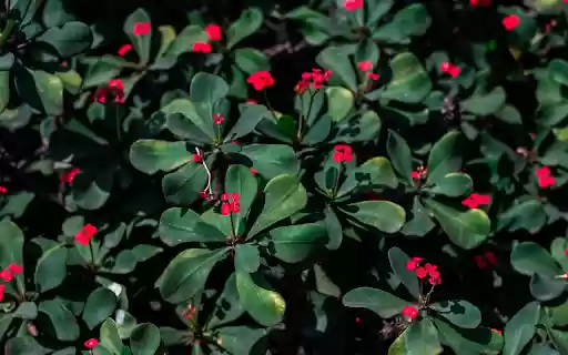 Pretty Little Red Flowers from Chrome web store to be run with OffiDocs Chromium online Pretty Little Red Flowers from Chrome web store to be run with OffiDocs Chromium online