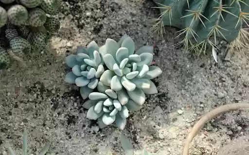 Prickly and non thorny cacti from Chrome web store to be run with OffiDocs Chromium online Prickly and non thorny cacti from Chrome web store to be run with OffiDocs Chromium online