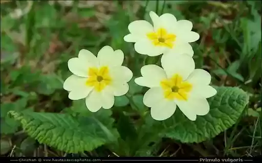 Primroses wallpapers  from Chrome web store to be run with OffiDocs Chromium online