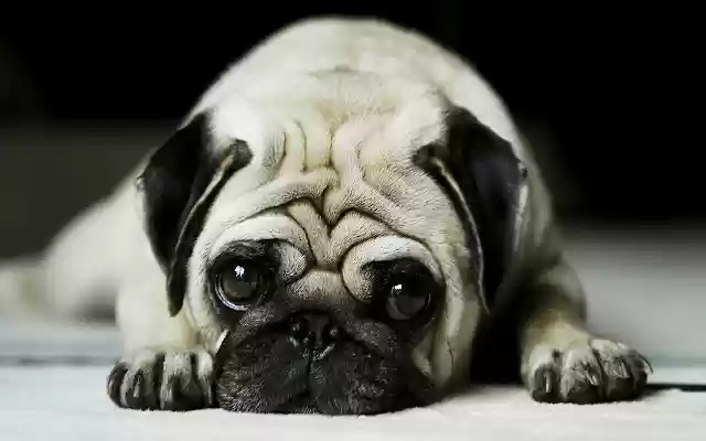 Pug  from Chrome web store to be run with OffiDocs Chromium online