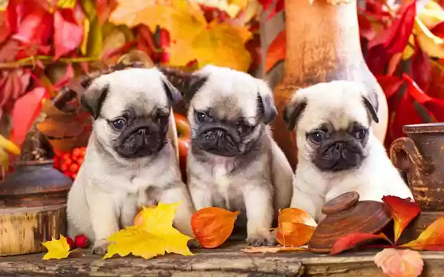 Pug Wallpaper from Chrome web store to be run with OffiDocs Chromium online Pug Wallpaper from Chrome web store to be run with OffiDocs Chromium online