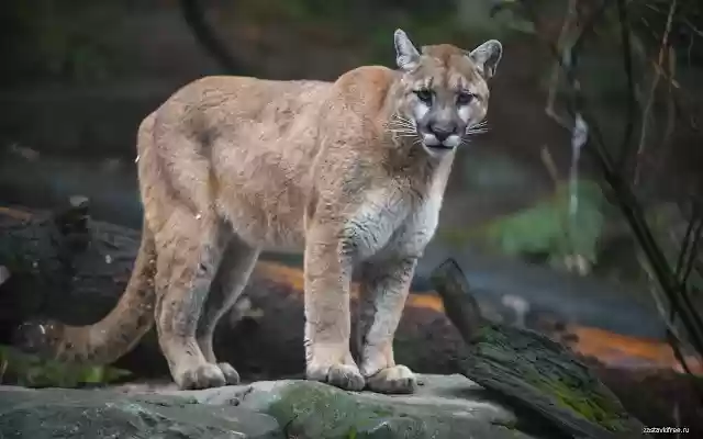 Puma from Chrome web store to be run with OffiDocs Chromium online Puma from Chrome web store to be run with OffiDocs Chromium online