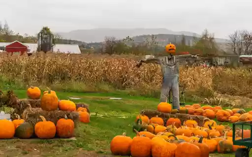 pumpkins and cornfields  from Chrome web store to be run with OffiDocs Chromium online