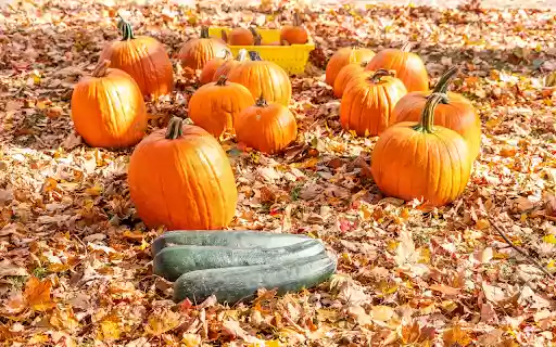 Pumpkin zucchini on dry leaves from Chrome web store to be run with OffiDocs Chromium online Pumpkin zucchini on dry leaves from Chrome web store to be run with OffiDocs Chromium online