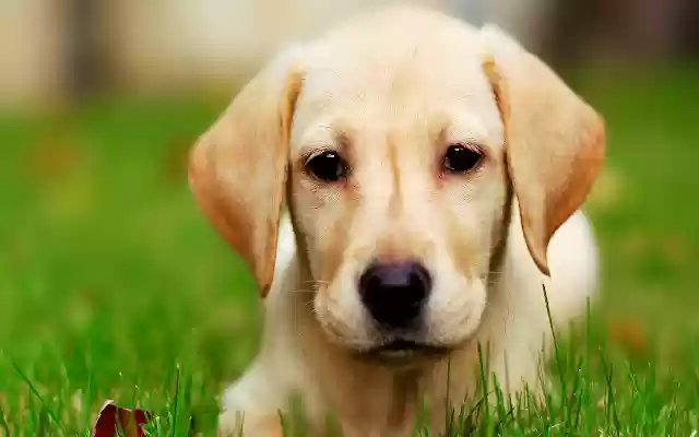 Puppy from Chrome web store to be run with OffiDocs Chromium online Puppy from Chrome web store to be run with OffiDocs Chromium online