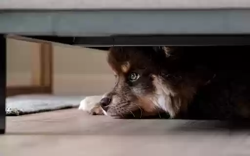 Puppy Hideaway  from Chrome web store to be run with OffiDocs Chromium online