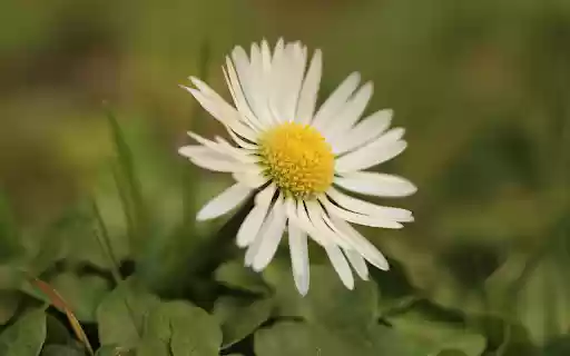 Pure Grass Flowers  from Chrome web store to be run with OffiDocs Chromium online