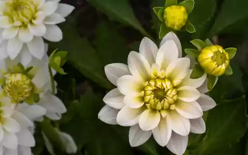 Pure white dahlias  from Chrome web store to be run with OffiDocs Chromium online
