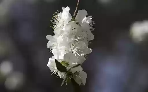 Pure white flowers  from Chrome web store to be run with OffiDocs Chromium online