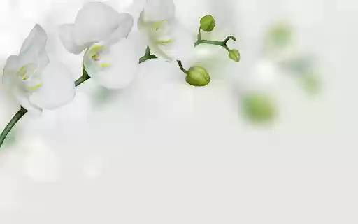 Pure white orchids  from Chrome web store to be run with OffiDocs Chromium online