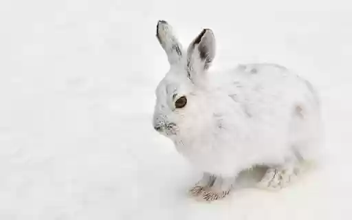 Pure White Rabbit Theme – Elegance in Simplicity  from Chrome web store to be run with OffiDocs Chromium online