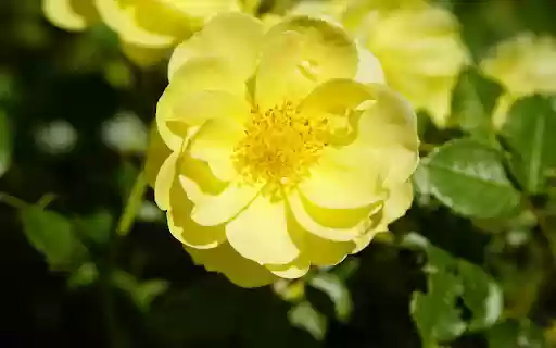 Pure yellow flower  from Chrome web store to be run with OffiDocs Chromium online