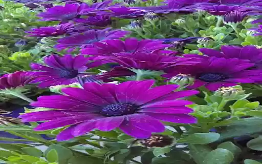 Purple African Daisy Wallpaper  from Chrome web store to be run with OffiDocs Chromium online