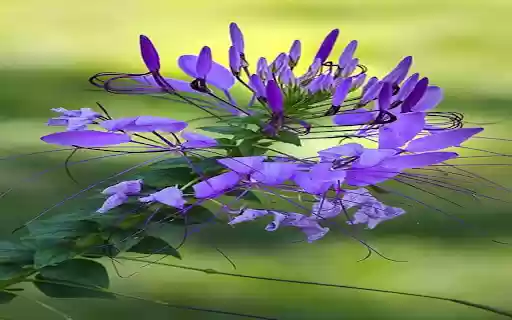 Purple amaryllis wallpaper from Chrome web store to be run with OffiDocs Chromium online Purple amaryllis wallpaper from Chrome web store to be run with OffiDocs Chromium online