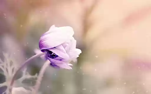 Purple anemone  from Chrome web store to be run with OffiDocs Chromium online