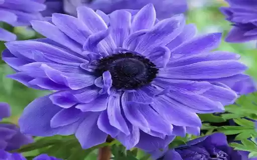 Purple anemone flower wallpaper from Chrome web store to be run with OffiDocs Chromium online Purple anemone flower wallpaper from Chrome web store to be run with OffiDocs Chromium online