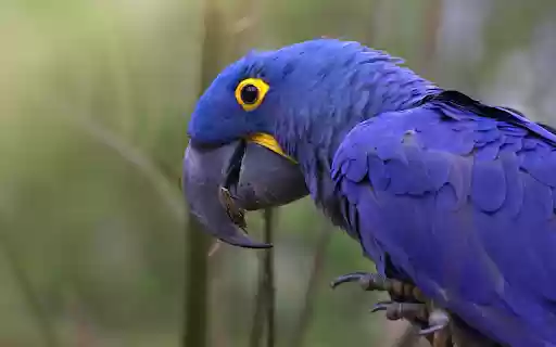 Purple Blue Parrot  from Chrome web store to be run with OffiDocs Chromium online