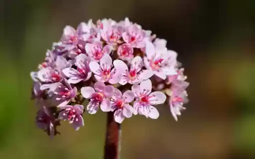 Purple Bud Flower  from Chrome web store to be run with OffiDocs Chromium online