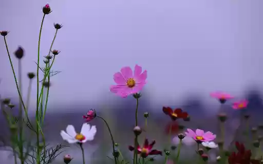 Purple Butterfly Flowers from Chrome web store to be run with OffiDocs Chromium online Purple Butterfly Flowers from Chrome web store to be run with OffiDocs Chromium online