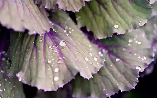 Purple cabbage leaves  from Chrome web store to be run with OffiDocs Chromium online