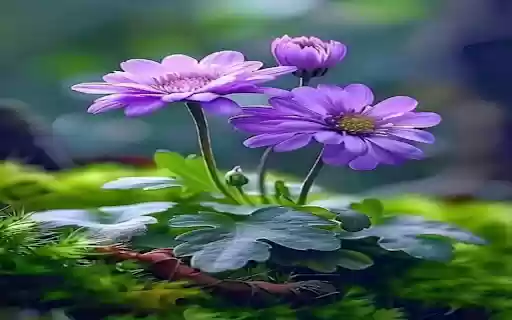 Purple chrysanthemum wallpaper  from Chrome web store to be run with OffiDocs Chromium online
