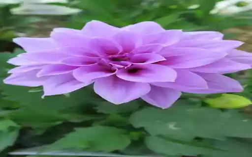 Purple Dahlia Wallpaper  from Chrome web store to be run with OffiDocs Chromium online