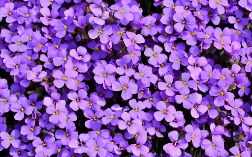 Purple flower from Chrome web store to be run with OffiDocs Chromium online Purple flower from Chrome web store to be run with OffiDocs Chromium online