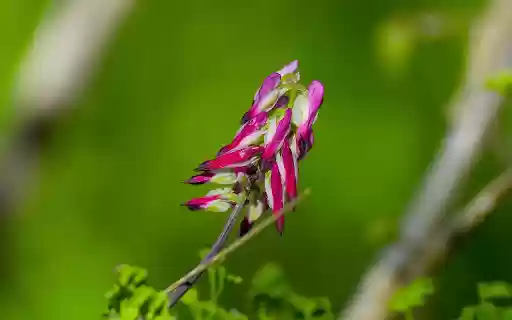 Purple Flower Branch  from Chrome web store to be run with OffiDocs Chromium online