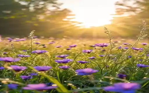 Purple flower field wallpaper  from Chrome web store to be run with OffiDocs Chromium online