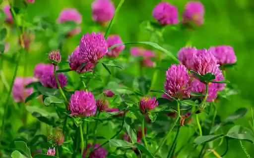 Purple flower garden blooms  from Chrome web store to be run with OffiDocs Chromium online