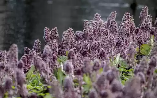 Purple flower hill from Chrome web store to be run with OffiDocs Chromium online Purple flower hill from Chrome web store to be run with OffiDocs Chromium online