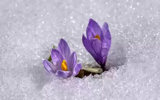 Purple flower in frost  from Chrome web store to be run with OffiDocs Chromium online