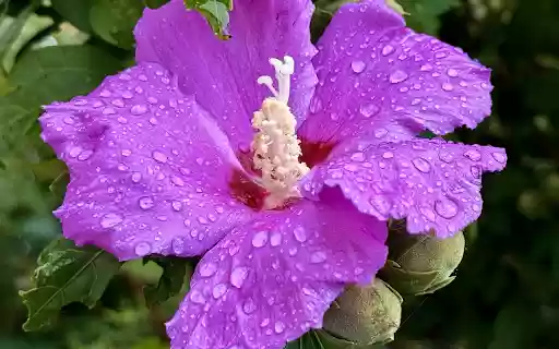 Purple flowers and rainwater  from Chrome web store to be run with OffiDocs Chromium online