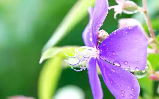 Purple flowers in the rain  from Chrome web store to be run with OffiDocs Chromium online