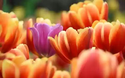 Purple flowers, orange flowers  from Chrome web store to be run with OffiDocs Chromium online