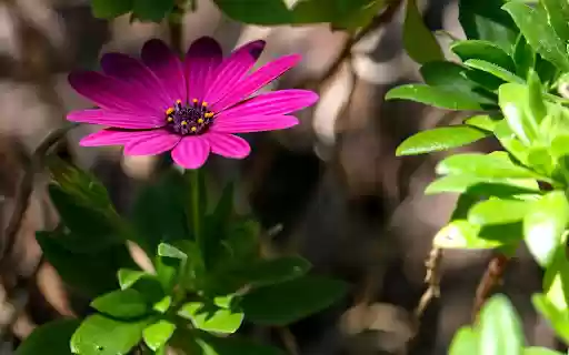 Purple Flowers with Open Petals  from Chrome web store to be run with OffiDocs Chromium online