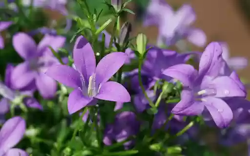 Purple flowers with white pistils  from Chrome web store to be run with OffiDocs Chromium online