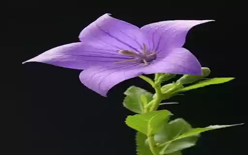 Purple flower wallpaper from Chrome web store to be run with OffiDocs Chromium online Purple flower wallpaper from Chrome web store to be run with OffiDocs Chromium online